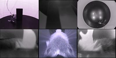 A Head-Mounted Multi-Camera System for Electrophysiology and Behavior in Freely-Moving Mice